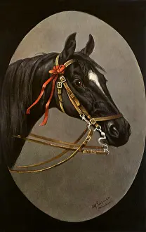 Ribboned: Red Ribboned Stallion