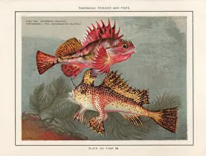Icecream: Red rock cod and red handfish