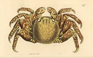 Grapsus: Red rock crab, Cancer grapsus