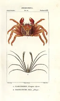 Maia: Red rock crab, Grapsus grapsus, and spider