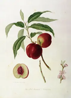 Prunus: Red Roman Nectarines
