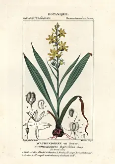Stanghi: Red root, Wachendorfia thyrsiflora