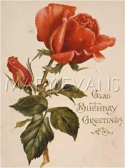 Rosebud: RED ROSE