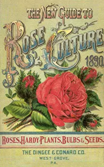 Buds: Red Rose Cover