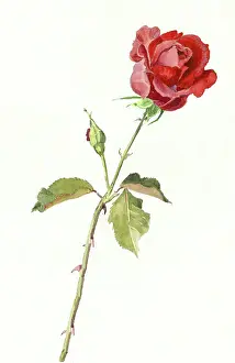 Tringham: A Red Rose ' with two rose buds