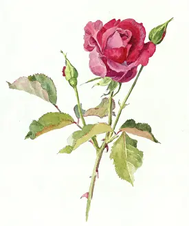 Tringham: A Red Rose ' with two rose buds