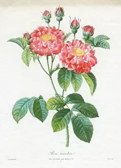 Tricolore: Red Rose - Rose Tricolore