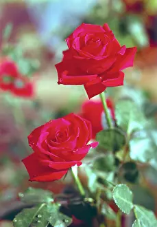 Daglish: Two Red Roses