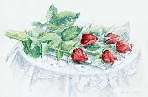 Janice: Red Roses