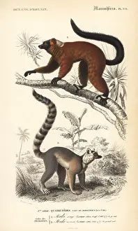 Travies: Red ruffed lemur, Varecia rubra, and ring-tailed