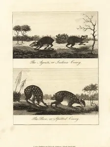 Stedman: Red-rumped agouti and spotted paca