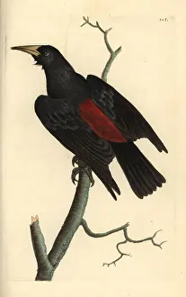 Cacique: Red-rumped cacique, Cacicus haemorrhous