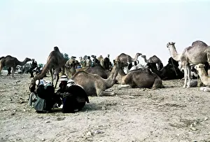 Egyptain: Red Sea Egypt