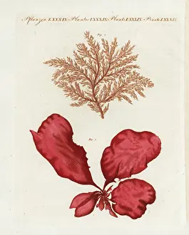 Bertuch: Red seaweed and sea lettuce
