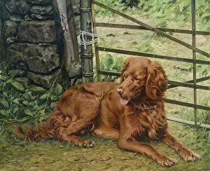 Setter: Red Setter by an Iron Gate