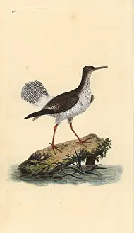 Shank: Red shank, Tringa totanus