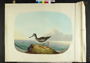Shank: The red-shank Tringa totanus