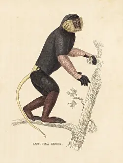 Langur: Red-shanked douc langur, Pygathrix nemaeus. Endangered