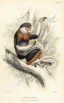 Jardines: Red-shanked douc, Pygathrix nemaeus. Endangered