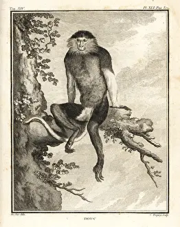 Buffon: Red-shanked douc, Pygathrix nemaeus. Endangered
