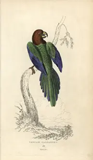 Florilegius Collection: Red shining parrot, Prosopeia tabuensis