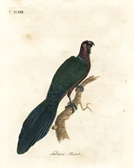 Psittacus: Red shining-parrot, Pyrrhulopsis tabuensis
