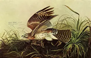 Claws: Red-Shouldered Hawk