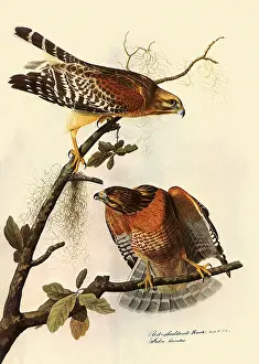 Buteo: Red-Shouldered Hawk, Buteo lineatus