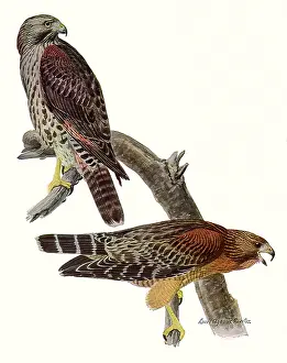 Immature: Red-Shouldered Hawks
