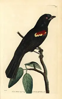Tanager: Red-shouldered tanager, Tachyphonus phoenicius