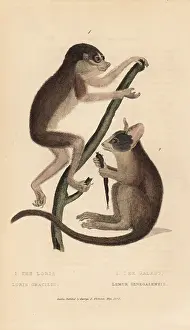 Senegalensis: Red slender loris
