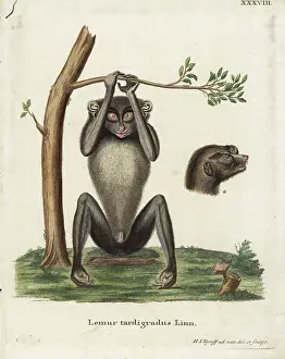 Tyroff: Red slender loris, Loris tardigradus. Endangered