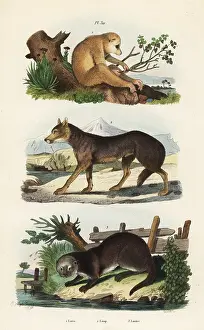 Loutre: Red slender loris, wolf and Eurasian otter