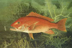 Swims: Red Snapper