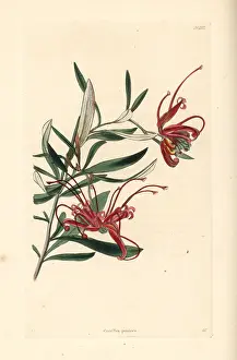 Punicea: Red spider flower, Grevillea punicea