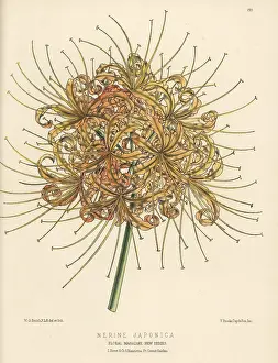 L. Reeve: Red spider lily, Lycoris radiata