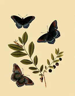 Chrysalis: Red-Spotted Purple Butterflies