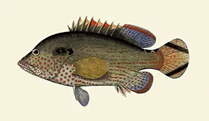 Leopardus: Red-spotted Rockcod, Cephalopholis leopardus