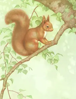 Hopking: Red Squirrel