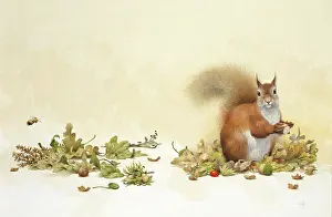 Acorns: Red Squirrel with Acorns and oak leaves