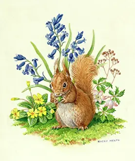 Racey: Red squirrel with bluebells, primroses etc