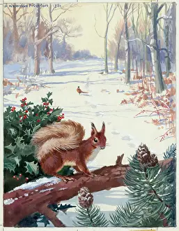 Pheasants: Red squirrel on a branch