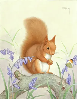 Hopking: Red Squirrel on branch, bluebells & butterfly