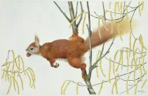 Hazelnut: Red Squirrel with Catkins