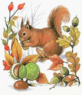 Acorns: Red Squirrel - eating nuts, with horse chestnuts, acorns, oa