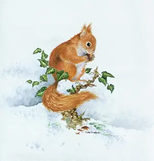 Comerford: Red squirrel with nut in snow with ivy