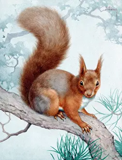 Hopking: Red Squirrel on a Pine Tree