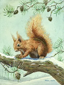 Racey: Red squirrel on pine tree in the snow