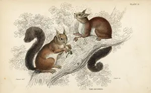 Lizars: Red squirrel, Sciurus vulgaris