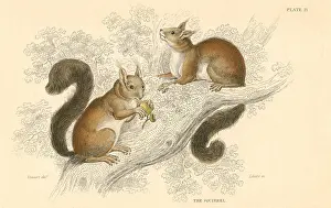 Naturalists: Red Squirrel (Sciurus vulgaris), tree-living rodent